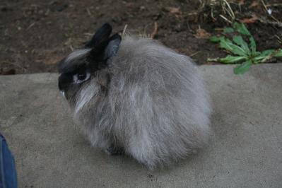jersey wooly rabbits for sale