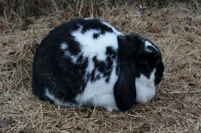 black and white mini lop rabbit